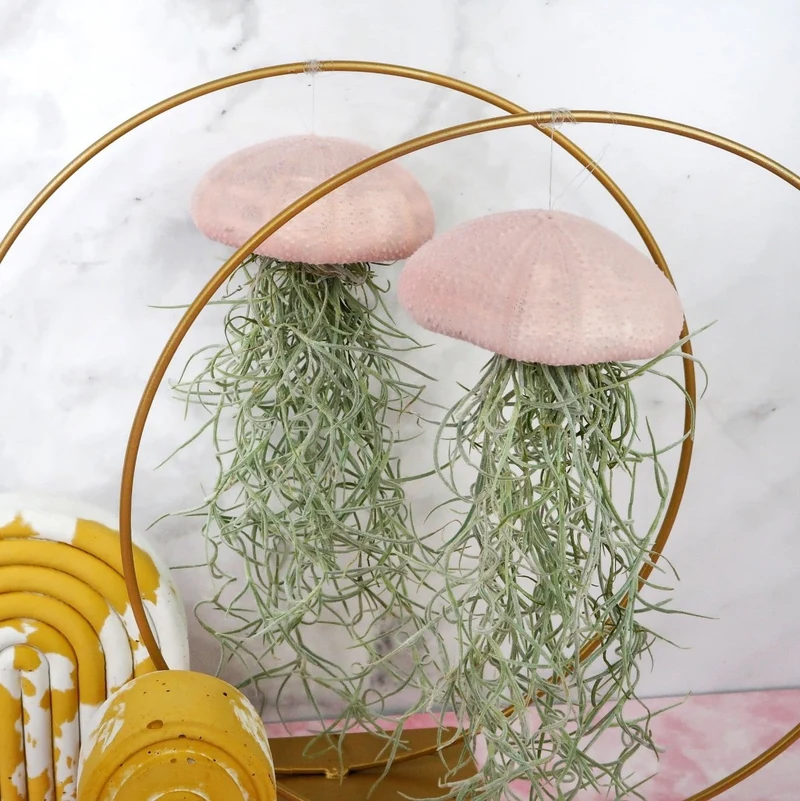 TILLANDSIA USNEOIDES - VELVET ROSE