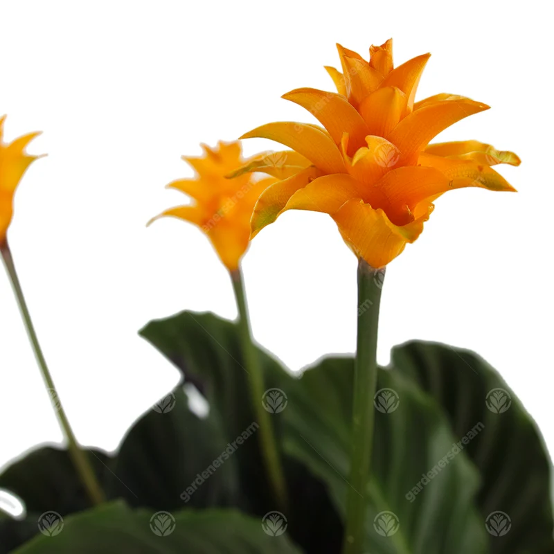 Calathea 'Tassmania'