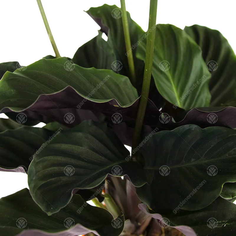 Calathea 'Tassmania'