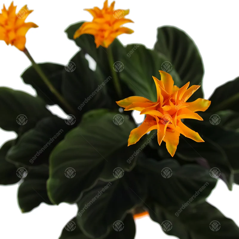 Calathea 'Tassmania'