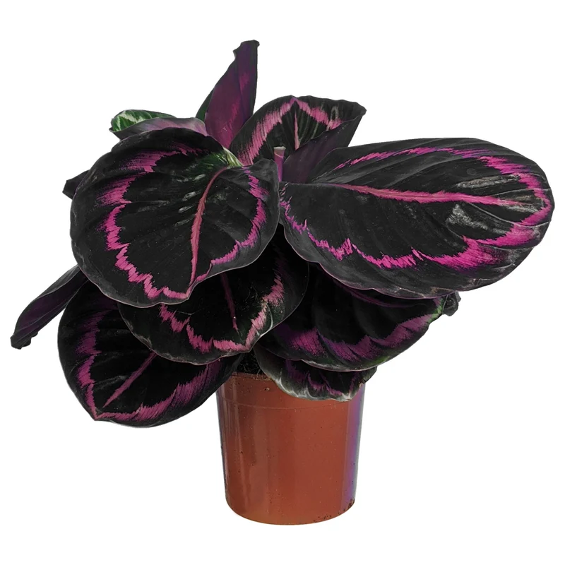 Calathea 'Surprise Star'