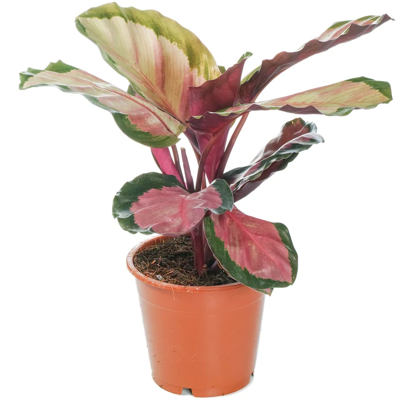 Calathea 'Rosig'
