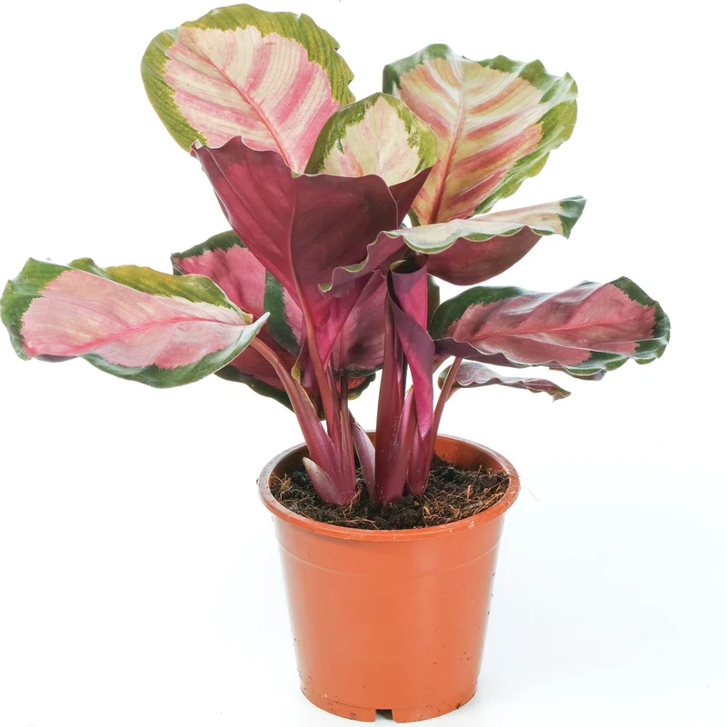 Calathea 'Rosig'