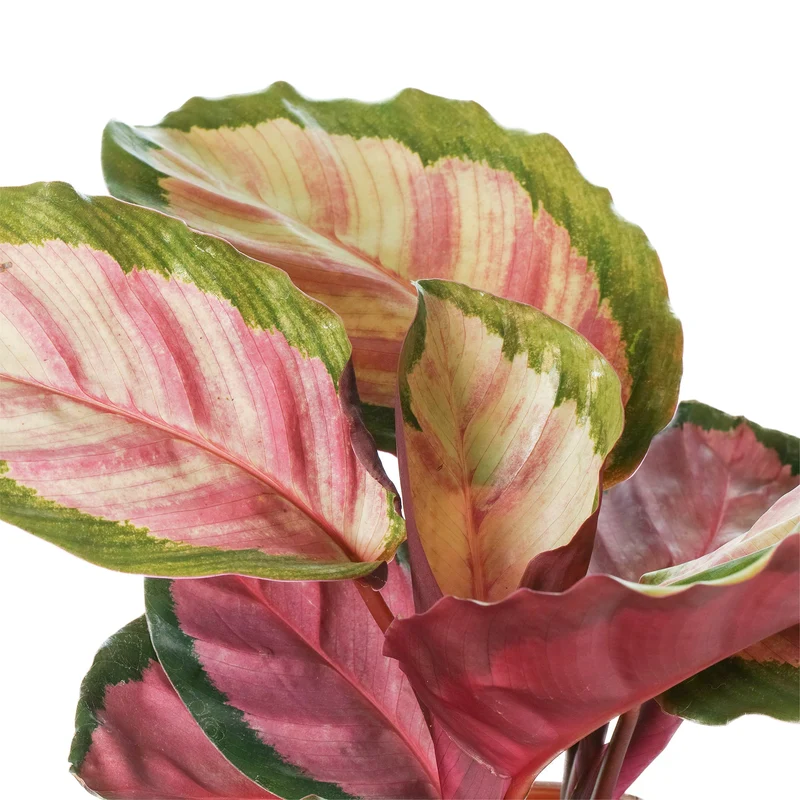 Calathea 'Rosig'