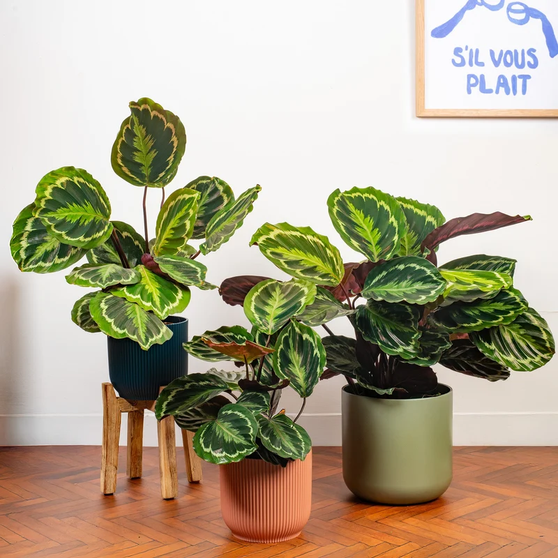 Calathea 'Medaillon'