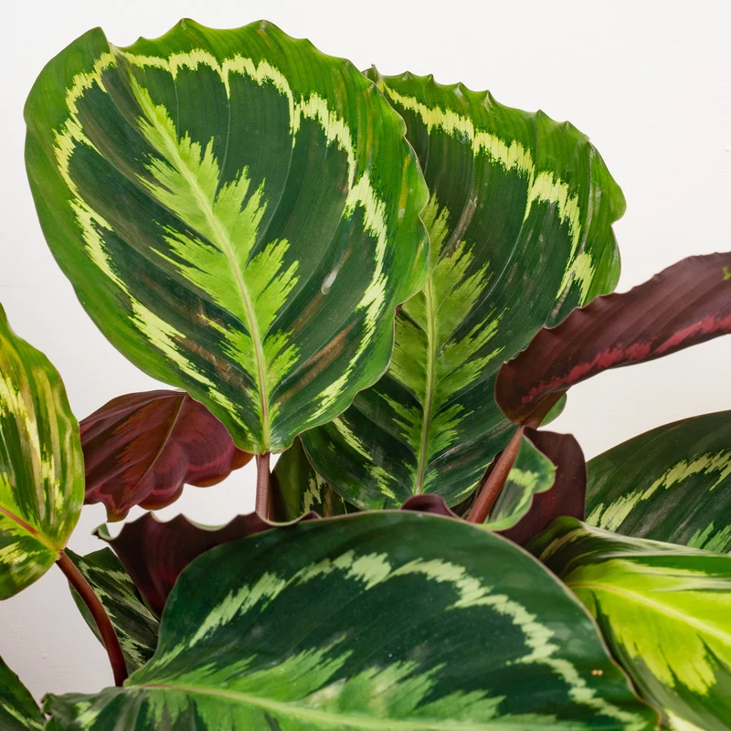 Calathea 'Medaillon'