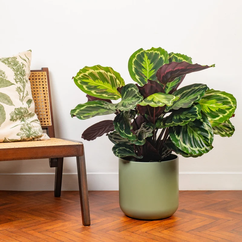 Calathea 'Medaillon'