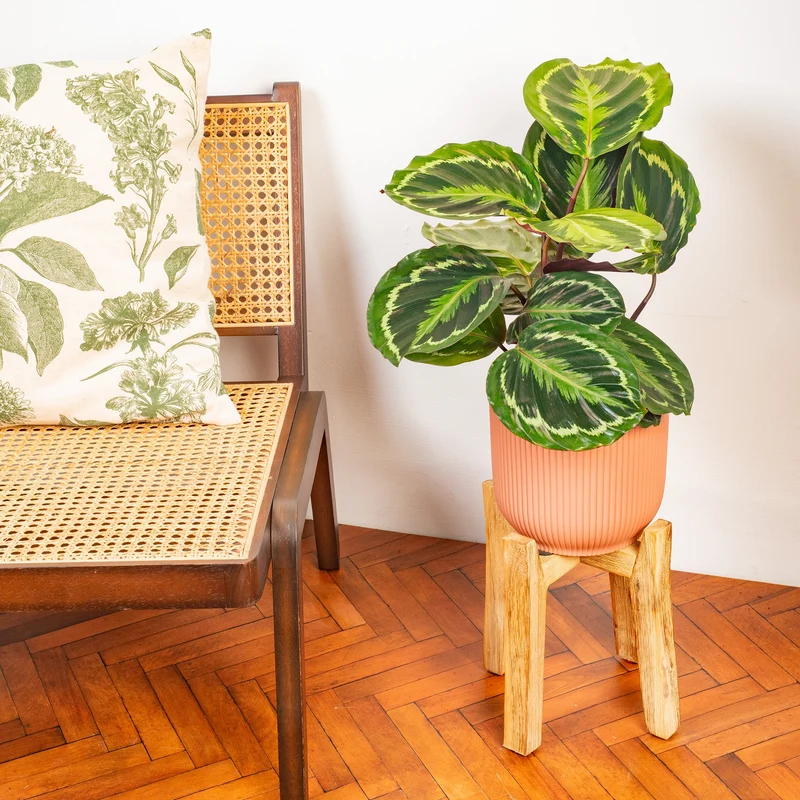 Calathea 'Medaillon'