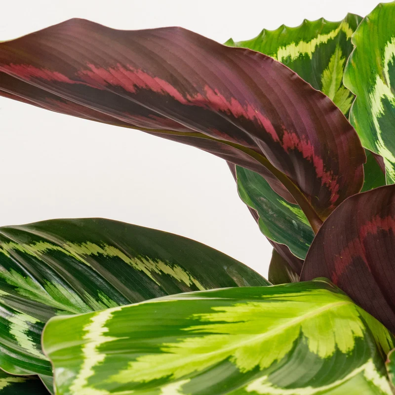 Calathea 'Medaillon'