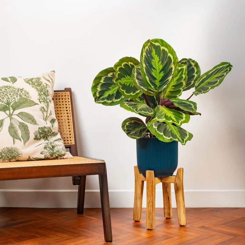 Calathea 'Medaillon'