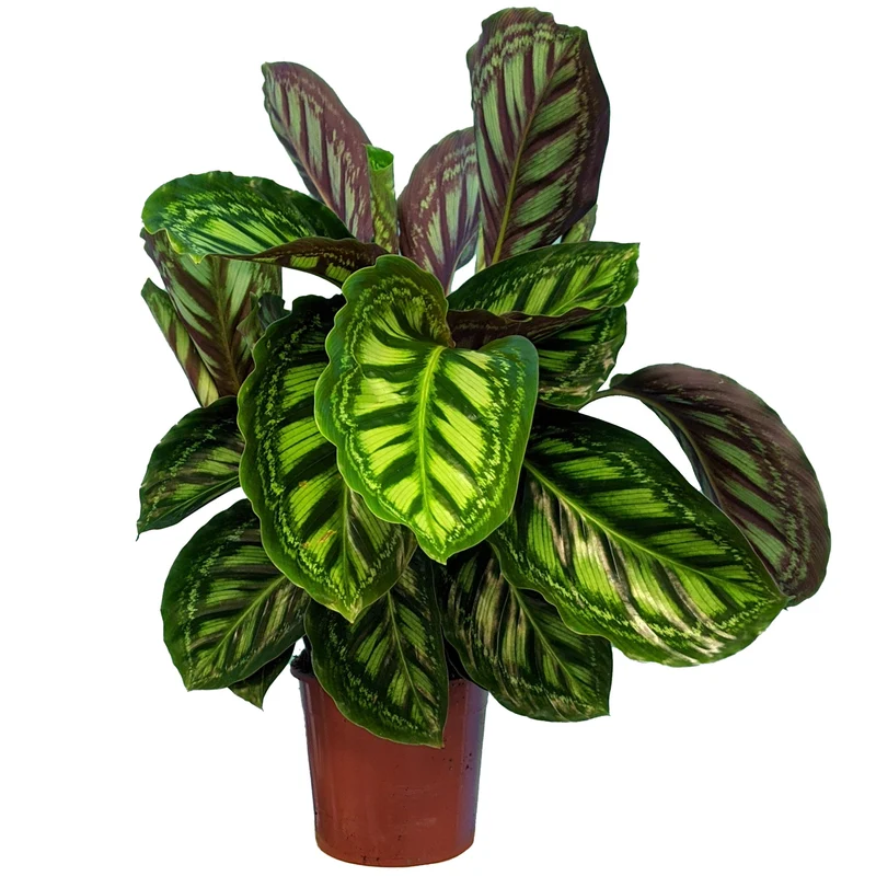 Calathea 'Flamestar'