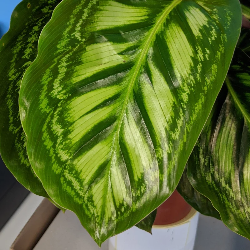 Calathea 'Flamestar'