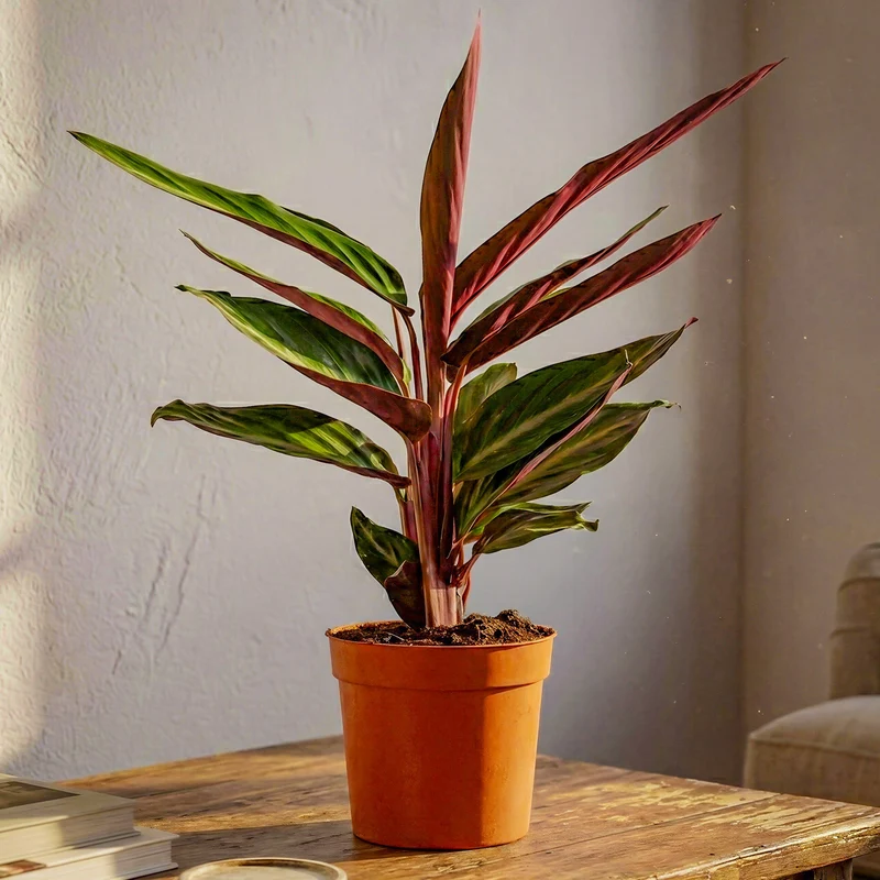 Calathea 'Magicstar'