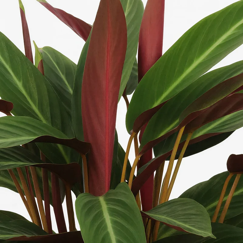 Calathea 'Magicstar'