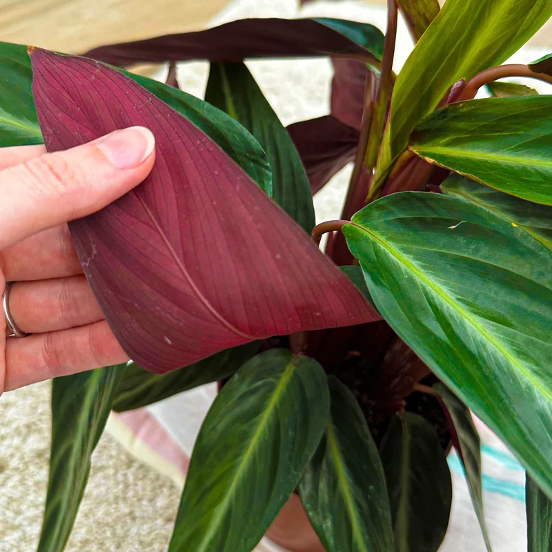 Calathea 'Magicstar'