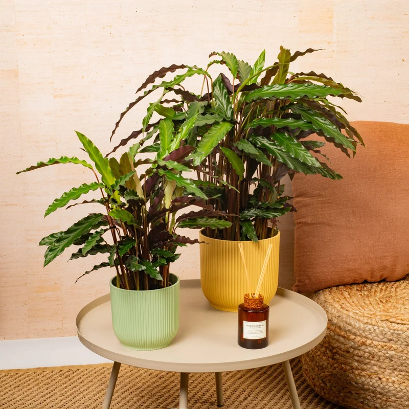 Calathea 'Elgergras'