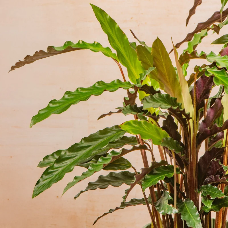 Calathea 'Elgergras'
