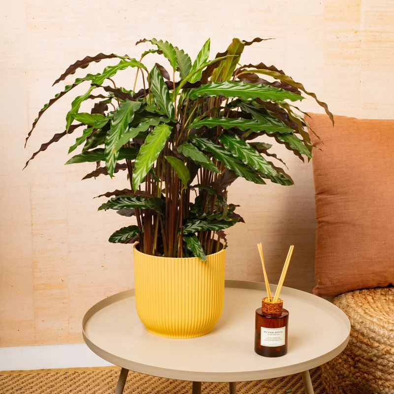 Calathea 'Elgergras'