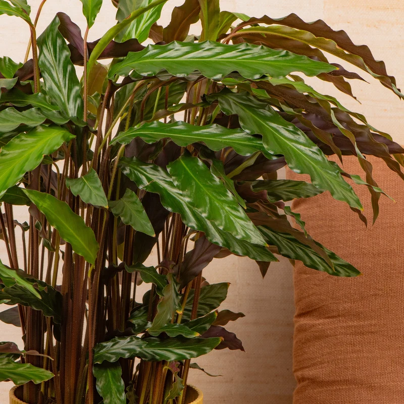 Calathea 'Elgergras'