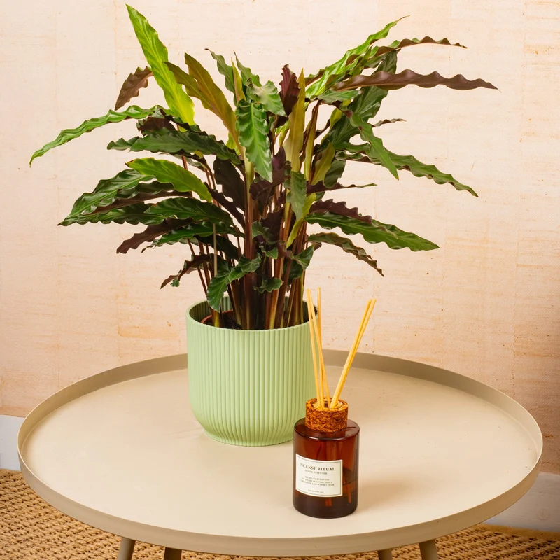 Calathea 'Elgergras'