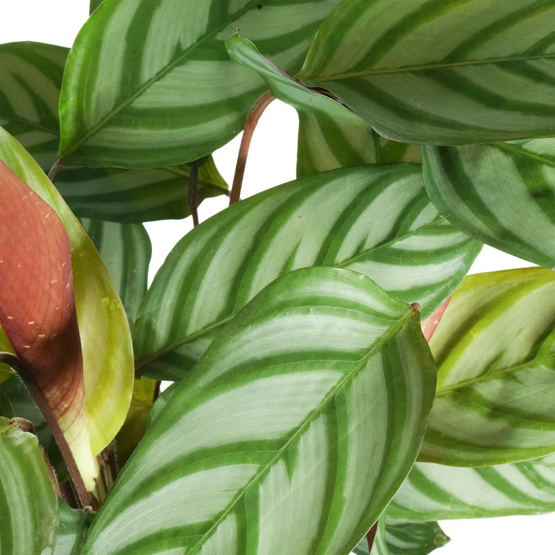 Calathea 'Compact Star'