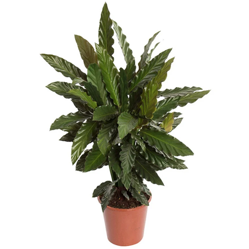 Calathea 'Blaues Gras'