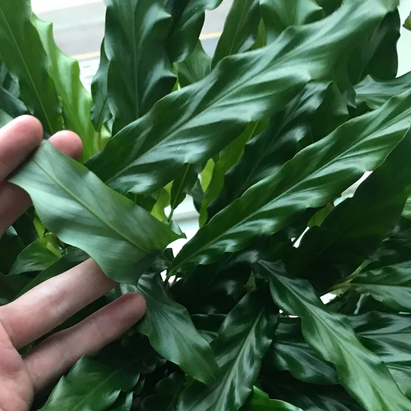 Calathea 'Blaues Gras'
