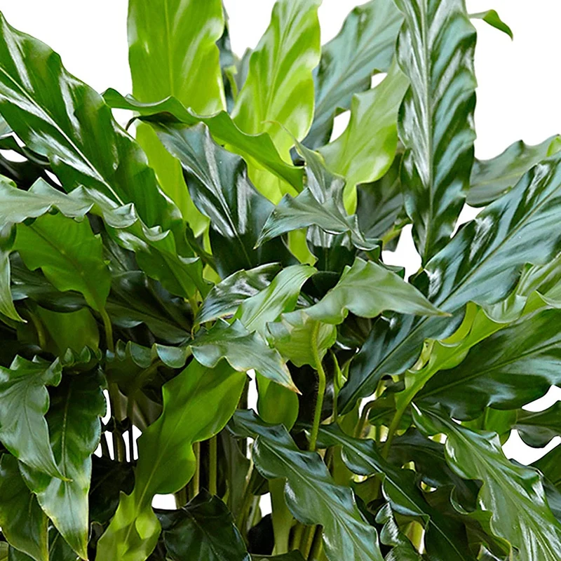 Calathea 'Blaues Gras'