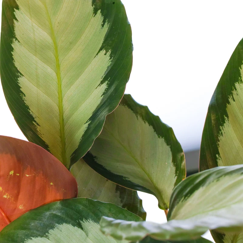 Calathea 'Argentea'