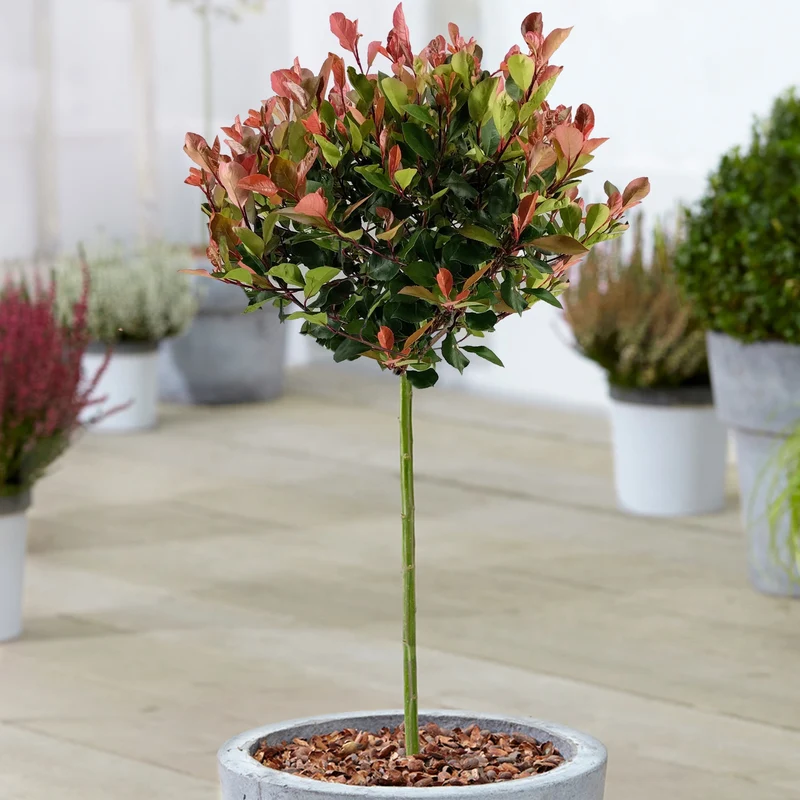 Photinia 'Little Red Robin' Terrassenbaum