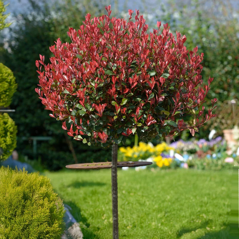 Photinia 'Little Red Robin' Terrassenbaum