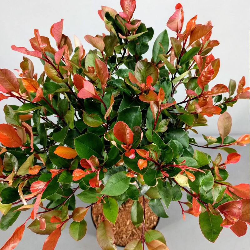 Photinia 'Little Red Robin' Terrassenbaum