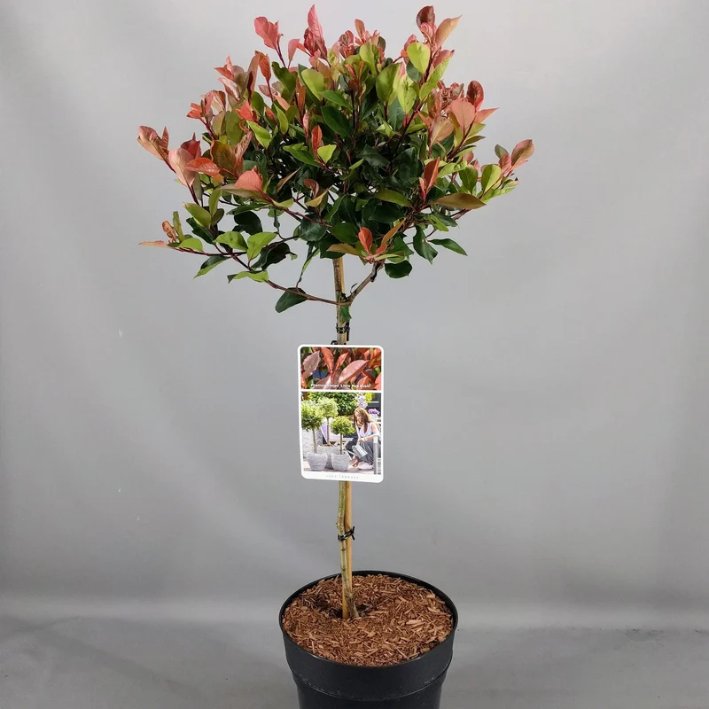 Photinia 'Little Red Robin' Terrassenbaum