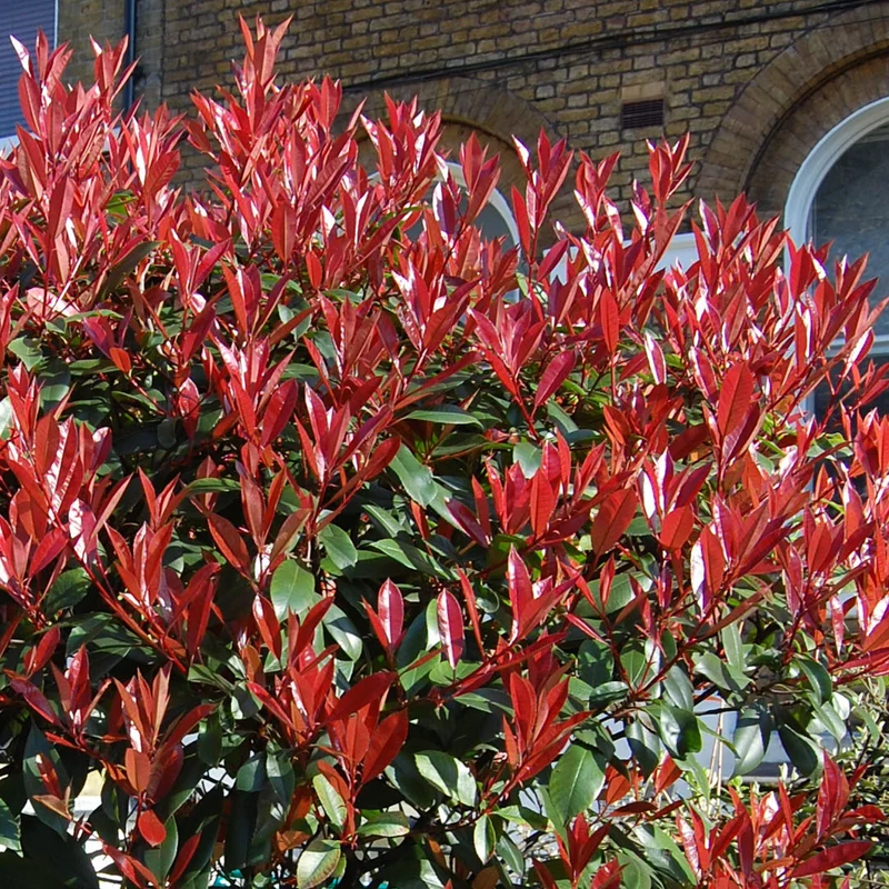Photinia 'Little Red Robin' Terrassenbaum