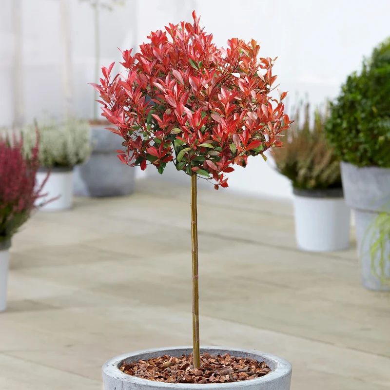 Photinia 'Carré Rouge' Terrassenbaum