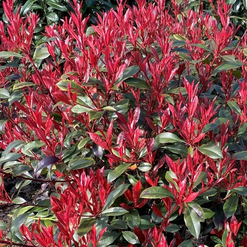 Photinia 'Carré Rouge' Terrassenbaum