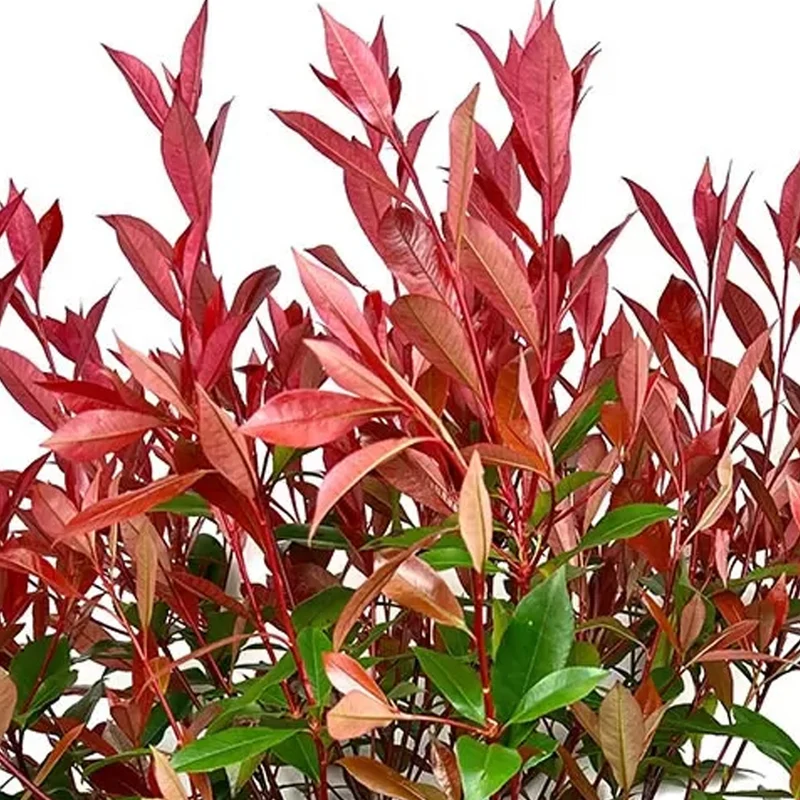 Photinia 'Carré Rouge' Terrassenbaum