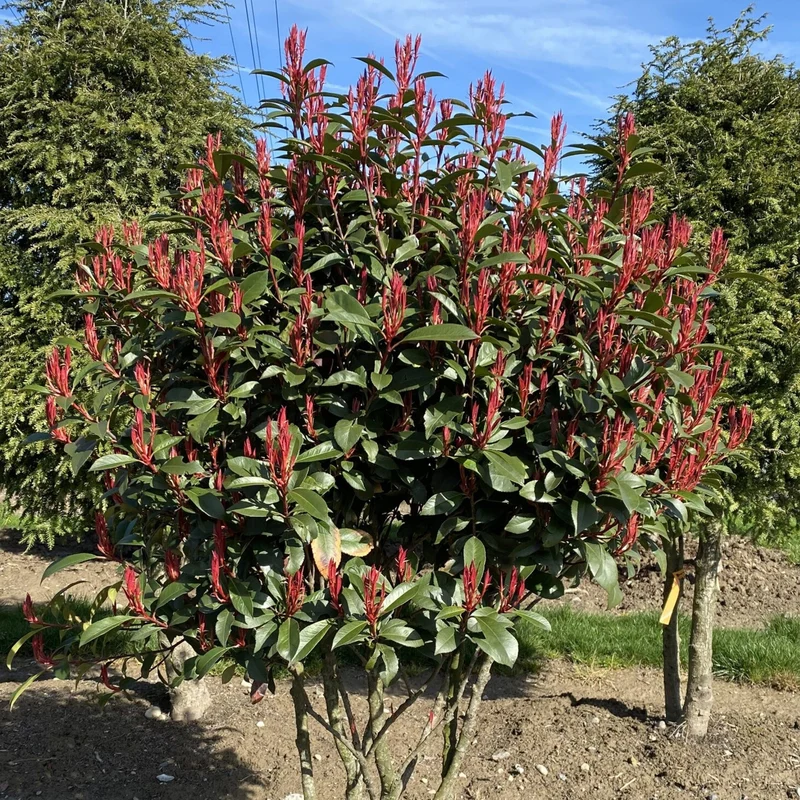 Photinia 'Carré Rouge' Terrassenbaum