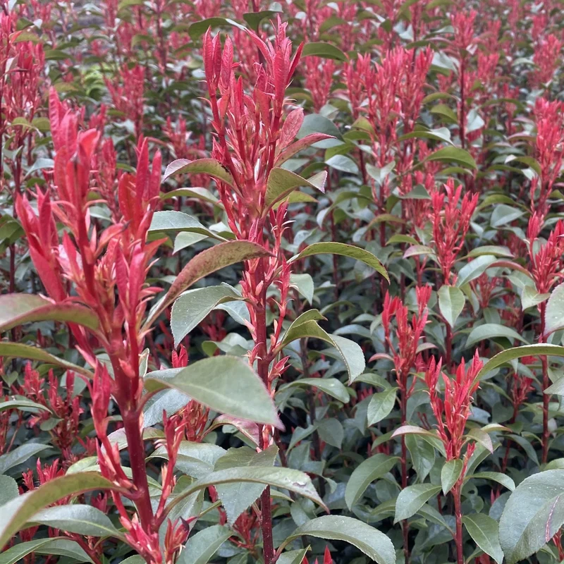 Photinia 'Carré Rouge' Terrassenbaum