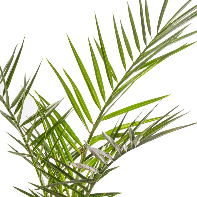 Phoenix canariensis