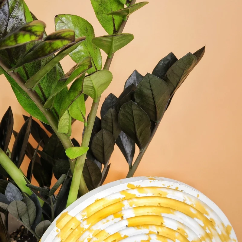ZAMIOCULCAS BLACK RAVEN