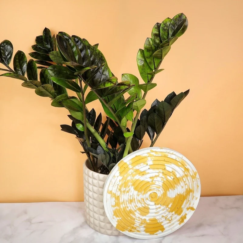 ZAMIOCULCAS BLACK RAVEN