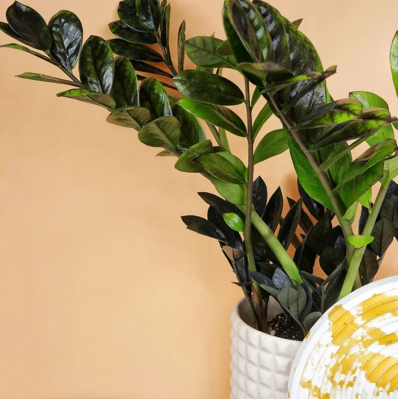 ZAMIOCULCAS BLACK RAVEN