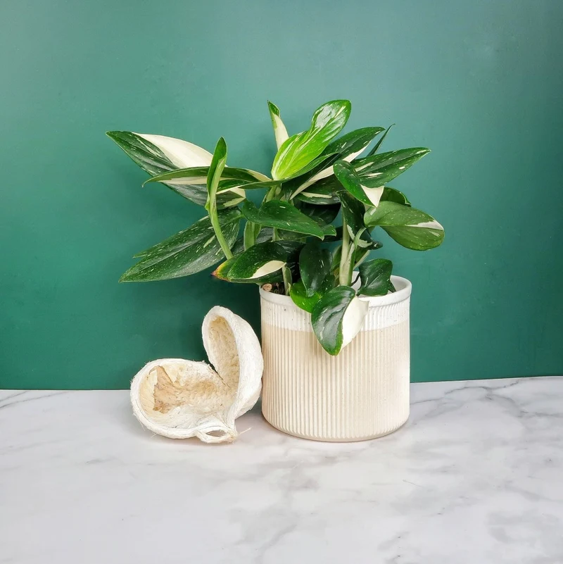 MONSTERA STANDLEYANA VARIEGATA