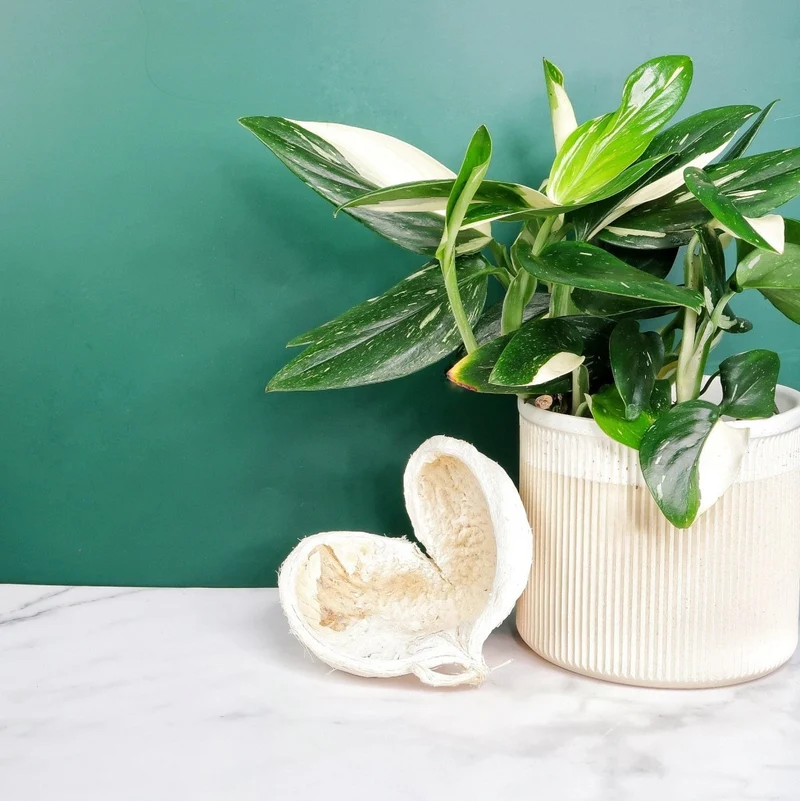MONSTERA STANDLEYANA VARIEGATA