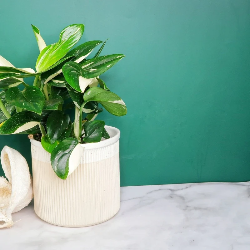 MONSTERA STANDLEYANA VARIEGATA