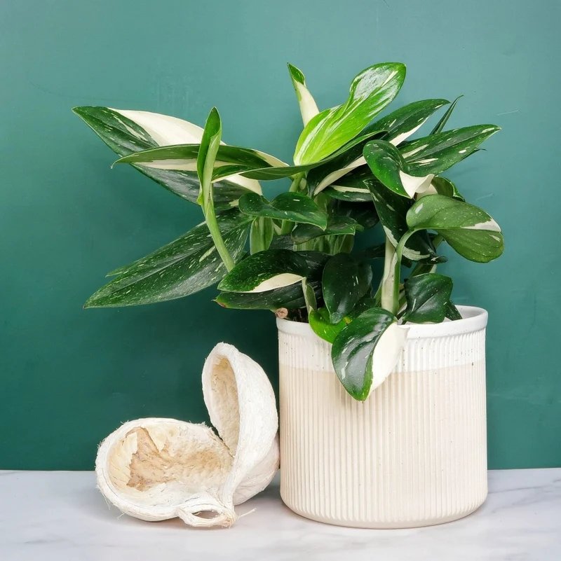 MONSTERA STANDLEYANA VARIEGATA