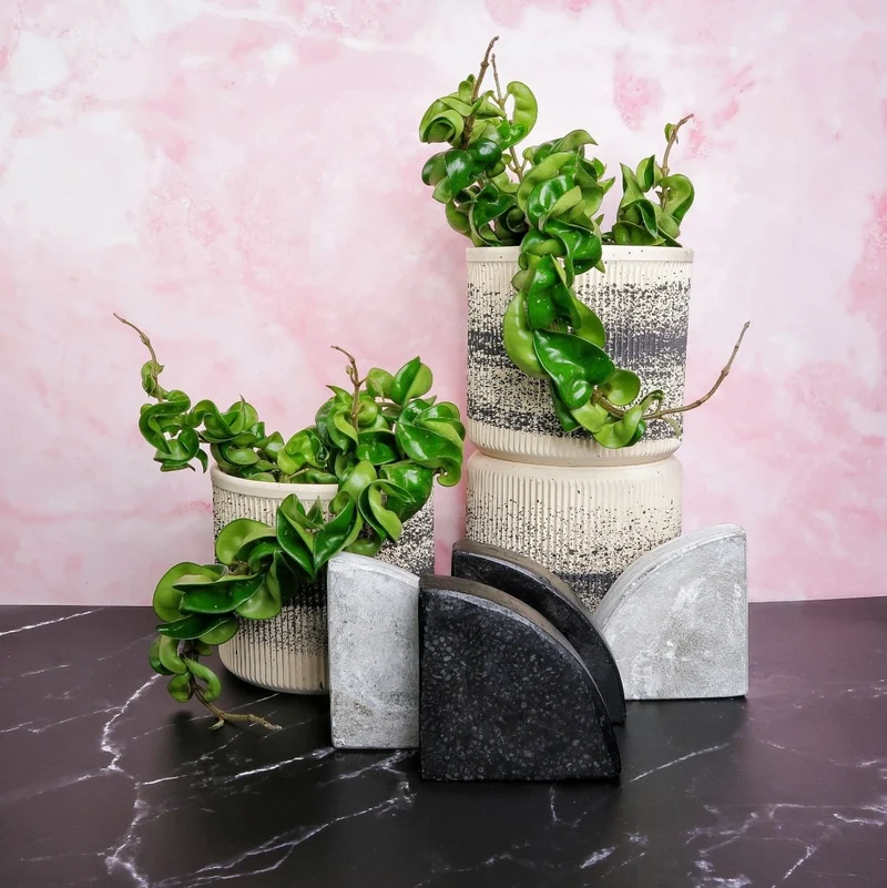 HOYA CARNOSA COMPACTA