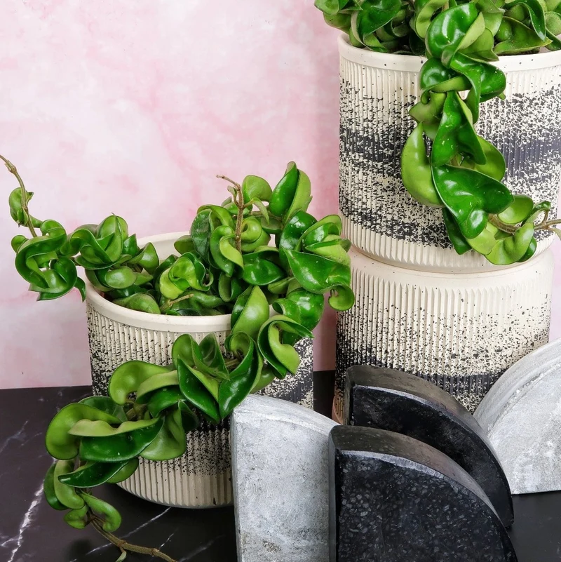 HOYA CARNOSA COMPACTA