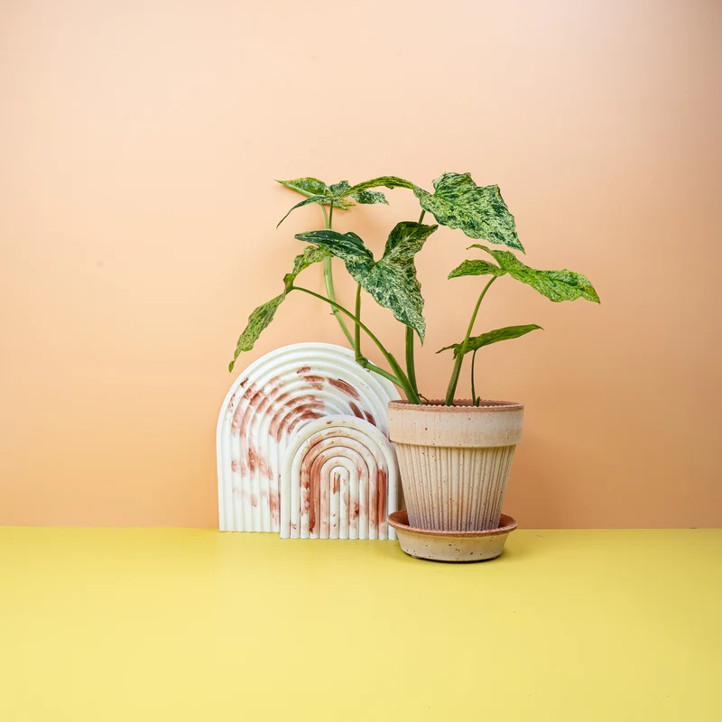 SYNGONIUM MOTTLED